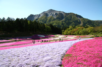 周辺観光(芝桜の丘)